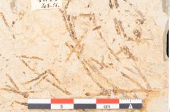 Foto (Detailansicht) von Myrica lignitum Unger (NHMW-GEO-2024-0188-4044)
